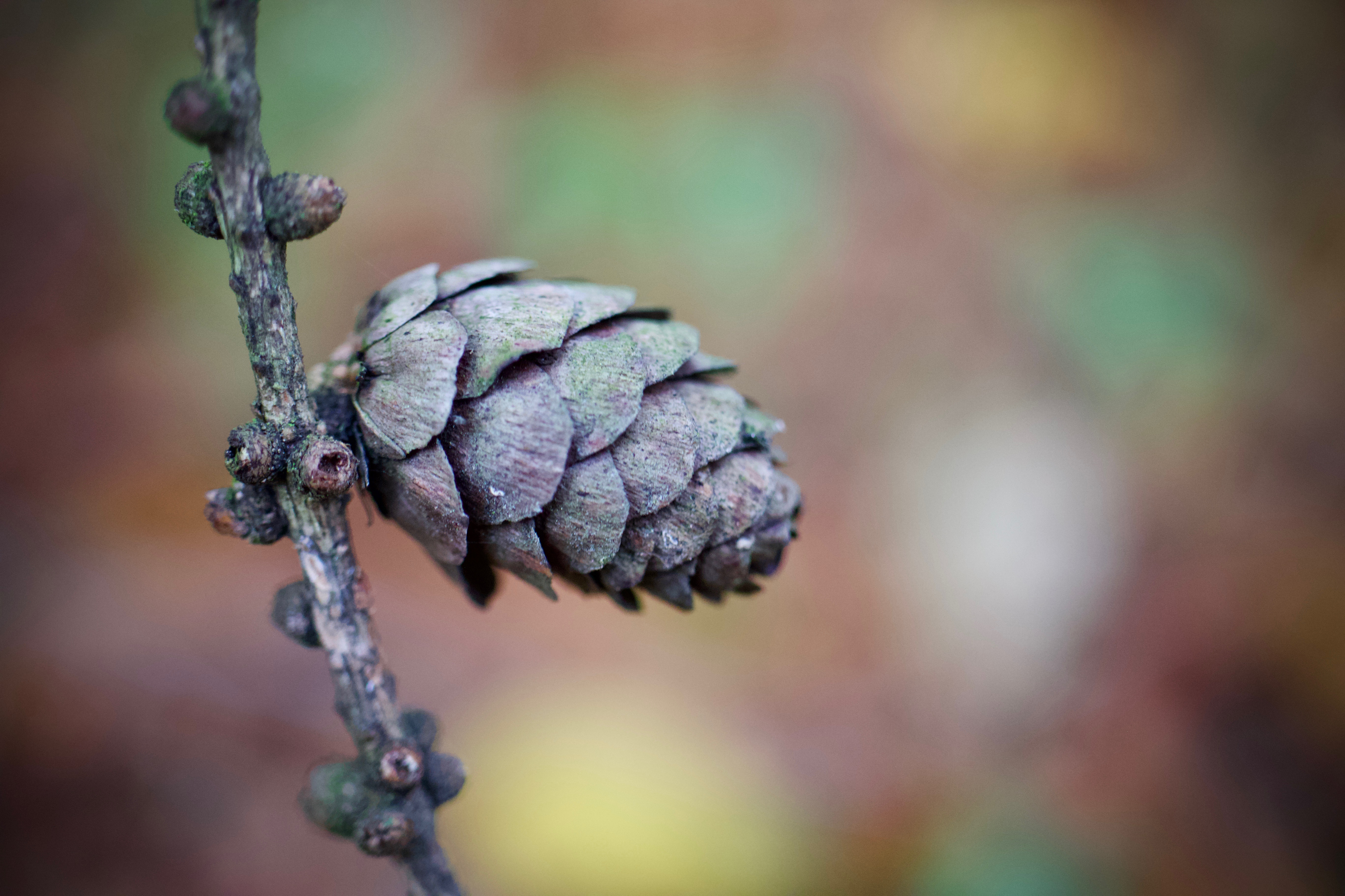 Miniature Pine Cone Tree –